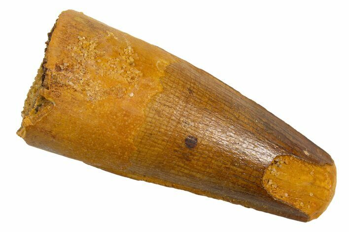 Fossil Spinosaurus Tooth - Real Dinosaur Tooth #326203